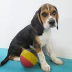 Chiots Beagle à vendre (belges) - aussi bleu, Commerçant, Beagle, 8 à 15 semaines, Plusieurs