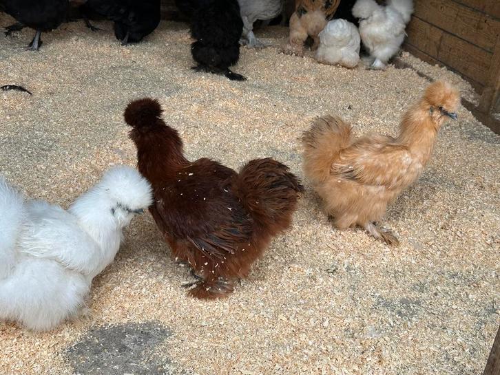 Zijdehoen, Dieren en Toebehoren, Pluimvee
