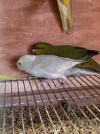 Kakariki, Dieren en Toebehoren, Vrouwelijk, Geringd