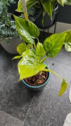 Alocacia ( zonder pot), Ophalen