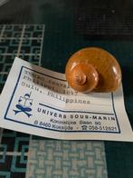 Escargots, Enlèvement ou Envoi