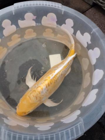 Butterfly koi's te koop  beschikbaar voor biedingen