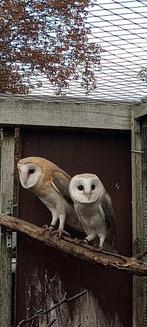 Jonge kerkuilen, Dieren en Toebehoren, Vogels | Overige Vogels, Meerdere dieren, Roofvogel, Geringd