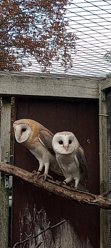 Jonge kerkuilen, Dieren en Toebehoren, Vogels | Overige Vogels, Roofvogel, Meerdere dieren, Geringd