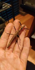 Wandelende takken - Neohirasea japonica, Dieren en Toebehoren, Wandelende tak