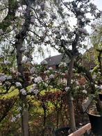 Appelbomen (o.a. oude volwassen Elstar), Appelboom, Ophalen, In pot