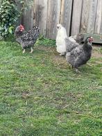 Witte zijdehoen haan, Dieren en Toebehoren, Pluimvee