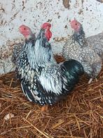 Broedeieren wyandotte kriel, Dieren en Toebehoren, Pluimvee, Geslacht onbekend, Kip