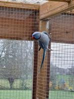 Halsbandparkiet man 3 jaar., Dieren en Toebehoren