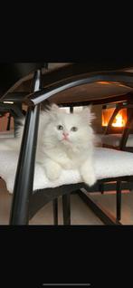 Chat a donner contre bon soin, Animaux & Accessoires, Chatte ou Chat, Vermifugé, 3 à 5 ans