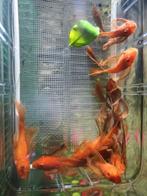 RED-Ancistrus-longfin-RODE per 2 stuks, Zoetwatervis