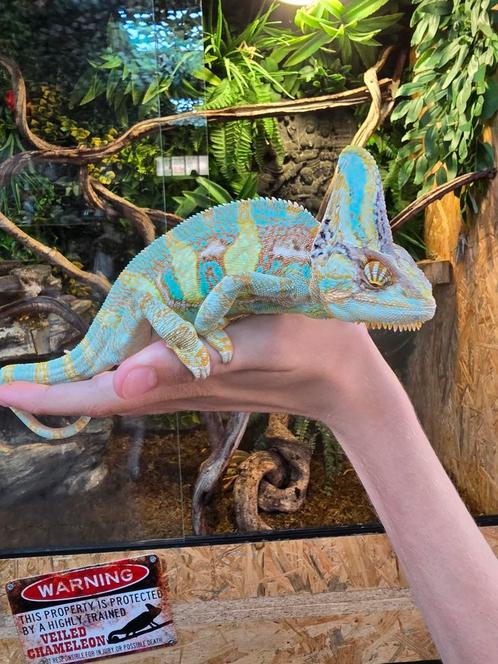 Yemen kameleon man 6 maanden, Dieren en Toebehoren, Reptielen en Amfibieën | Toebehoren, Zo goed als nieuw, Ophalen