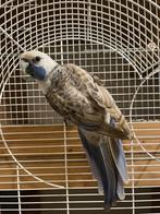 Fanion pour couple Rosella, Bagué