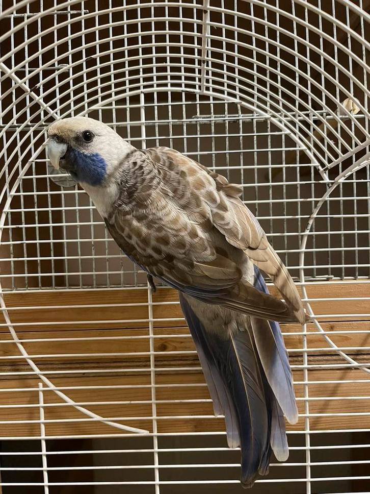 Fanion pour couple Rosella, Animaux & Accessoires, Oiseaux | Perruches & Perroquets, Bagué