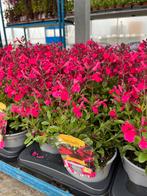 Salvia microphylla ‘Mirage Hot Pink’ P17, Tuin en Terras, Ophalen, Zomer, Vaste plant, Volle zon