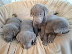 Zilveren Labrador pups, Dieren en Toebehoren, Honden | Retrievers, Spaniëls en Waterhonden, België, 8 tot 15 weken, Labrador retriever