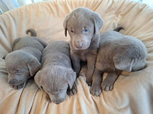 Zilveren Labrador pups