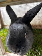 Gratis Zwart buiten konijn zoekt dringend een plekje, Dieren en Toebehoren, Mannelijk, Middelgroot, 0 tot 2 jaar