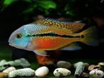 Midden Amerikaanse Cichliden: Hypsophrys nicaraguensis, Dieren en Toebehoren, Vissen | Aquariumvissen