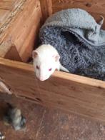 Albino fretje, Mei, Meerdere dieren
