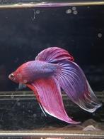 Betta man paars unicorn veiltail, Dieren en Toebehoren, Vissen | Aquariumvissen, Vis