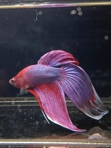 Betta man paars unicorn veiltail beschikbaar voor biedingen