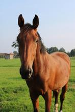 Qanthago merrie drachtig van Django Z, 165 à 170 cm, Non dressé, Cheval de saut, Jument