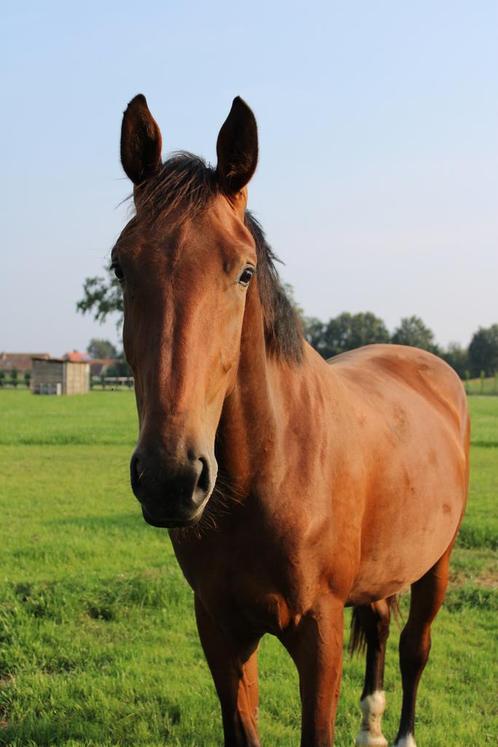 Qanthago merrie drachtig van Django Z, Animaux & Accessoires, Chevaux, Jument, Non dressé, 165 à 170 cm, 3 à 6 ans, Cheval de saut