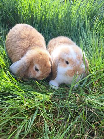 Nederlandse Hangoordwerg - Koppeltje Fawn/Fawn Bont beschikbaar voor biedingen