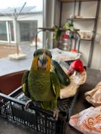 3 handtamme oranjevleugel amazones, Dieren en Toebehoren, Vogels | Parkieten en Papegaaien, Geslacht onbekend, Papegaai, Geringd