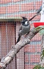 Himalaya BuulBuul, Dieren en Toebehoren, Vogels | Overige Vogels, Mannelijk, Tropenvogel, Geringd