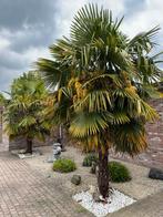 Palmboom bloemen, Tuin en Terras, Ophalen of Verzenden