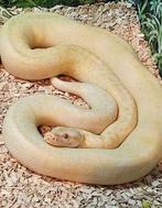 Python molurus bivittatus albino granite, Dieren en Toebehoren, Reptielen en Amfibieën, Slang, 0 tot 2 jaar