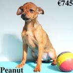 Pinscher ''Pirat, Peanut & Pumbaa'' - reutjes te koop, Dieren en Toebehoren, Honden | Bulldogs, Pinschers en Molossers, CDV (hondenziekte)