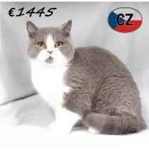 Britse Korthaar - lieve kittens te koop, Dieren en Toebehoren, Katten en Kittens | Raskatten | Korthaar, Meerdere dieren, 0 tot 2 jaar