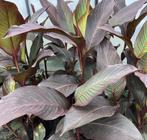 Canna Musafolia "Rubrum", Tuin en Terras, Volle zon, Vaste plant, Zomer, Ophalen