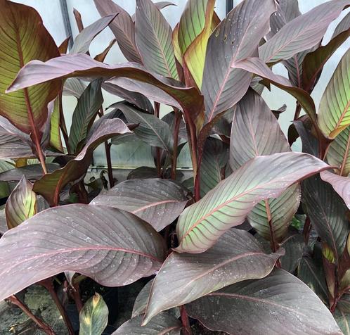 Canna Musafolia "Rubrum", Tuin en Terras, Planten | Tuinplanten, Vaste plant, Overige soorten, Volle zon, Zomer, Ophalen