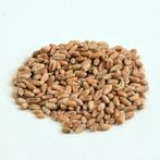 Semences de blé de printemps certifiées 90 kg, Articles professionnels, Agriculture | Pommes de terre, Légumes, Fruits & Viande