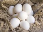 witte leghorn meest productieve kip vanaf 10 euro, Dieren en Toebehoren, Pluimvee, Vrouwelijk, Kip