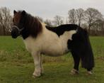 Zwart bonte Shetland merrie, Dieren en Toebehoren, Vrouwelijk