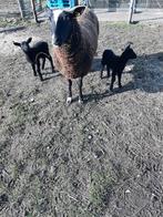 Schapen, Dieren en Toebehoren