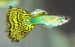 Gouden Cobra Guppy's, Vis, Zoetwatervis