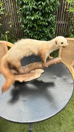Taxidermie hermelijn opgezette dieren, Verzamelen, Dierenverzamelingen, Ophalen of Verzenden, Zo goed als nieuw