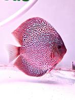 Volwassen discussen, Dieren en Toebehoren, Vissen | Aquariumvissen, Vis, Zoetwatervis, Schoolvis
