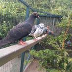 Duiven  sierduiven, Dieren en Toebehoren, Vogels | Duiven, Meerdere dieren