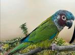 1 koppel Emma's, Dieren en Toebehoren, Vogels | Parkieten en Papegaaien, Meerdere dieren, Parkiet, Geringd