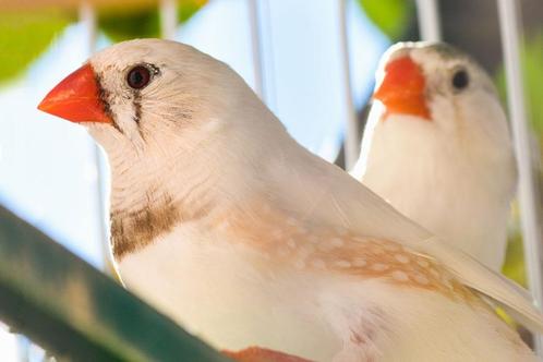 zebravinken, Dieren en Toebehoren, Vogels | Overige Vogels, Tropenvogel, Meerdere dieren