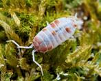 Porcellionides Pruinosus "Orange Koi", Dieren en Toebehoren, Overige soorten