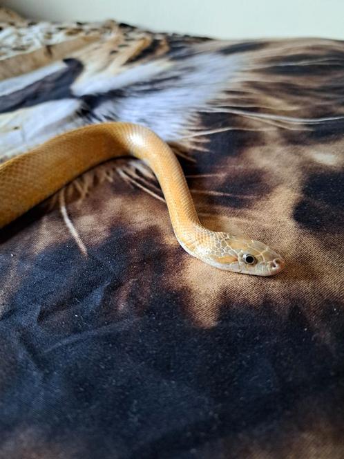 Korenslang, Dieren en Toebehoren, Reptielen en Amfibieën, Slang, 3 tot 6 jaar, Tam