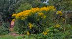 Planten guldenroede, Tuin en Terras, Ophalen, Vaste plant, Overige soorten, Volle zon